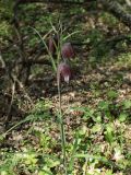 Fritillaria ruthenica