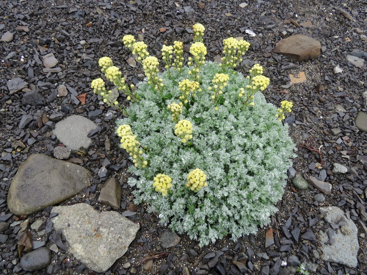 Изображение особи Artemisia glomerata.