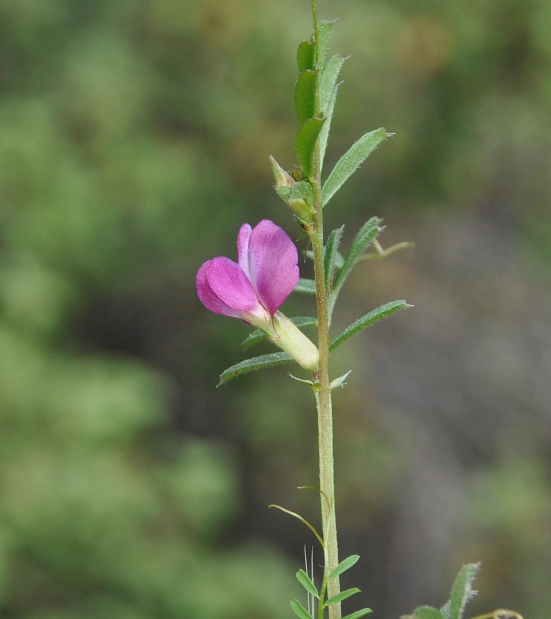 Изображение особи род Vicia.