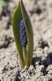 Muscari latifolium. Бутонизирующее растение. Костромская обл., Судиславский р-н, дер. Антипино, в культуре. 23.04.2019.