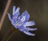 Cichorium endivia