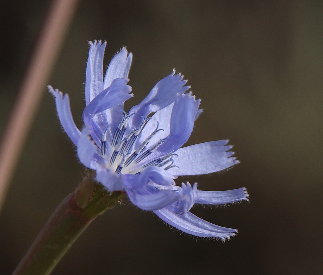 Изображение особи Cichorium endivia.