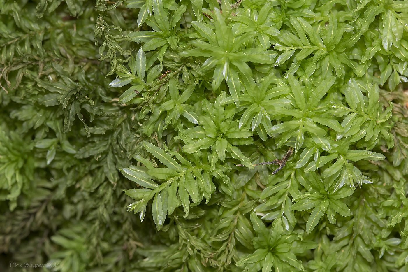 Image of Plagiomnium undulatum specimen.