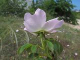 Rosa pygmaea. Верхушка побега с цветком. Крым, Севастополь, окр. бухты Круглая, фрагмент петрофитной степи. 26.05.2019.