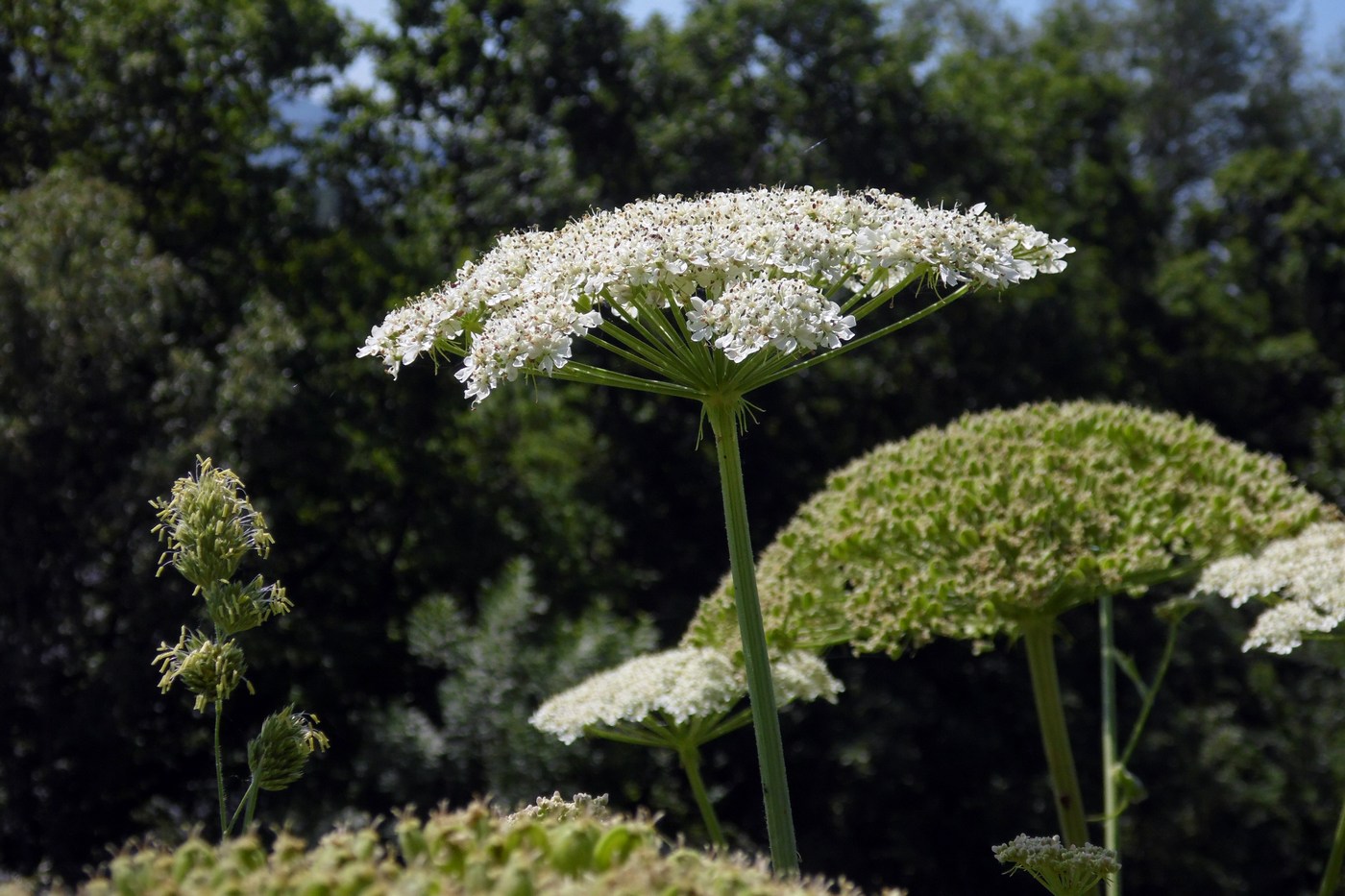 Изображение особи Heracleum stevenii.