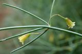 Asparagus brachyphyllus