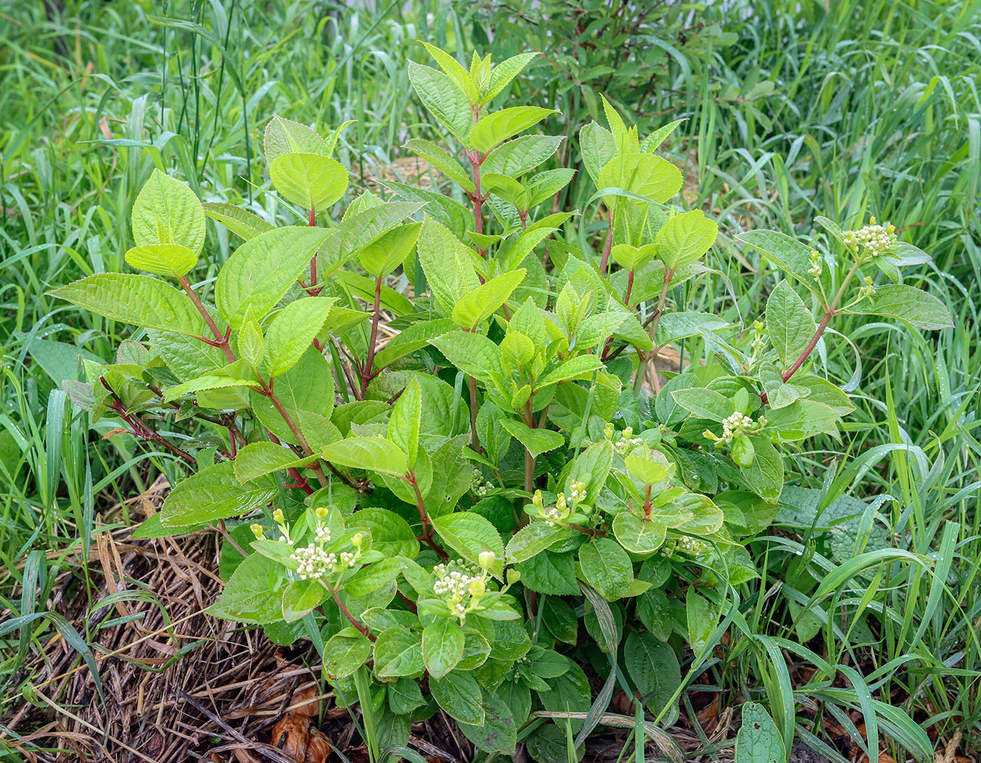 Image of Hydrangea paniculata specimen.