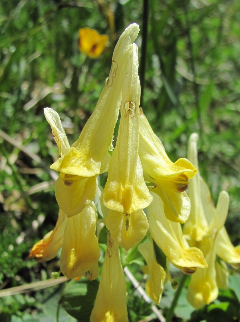 Image of Corydalis portenieri specimen.