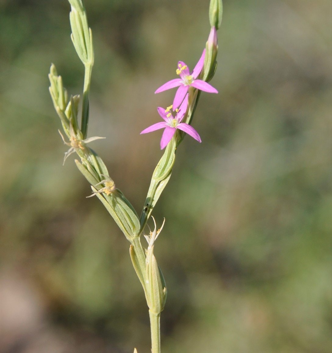 Изображение особи Centaurium spicatum.