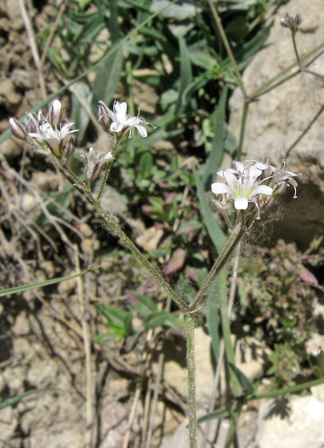 Изображение особи Gypsophila acutifolia.