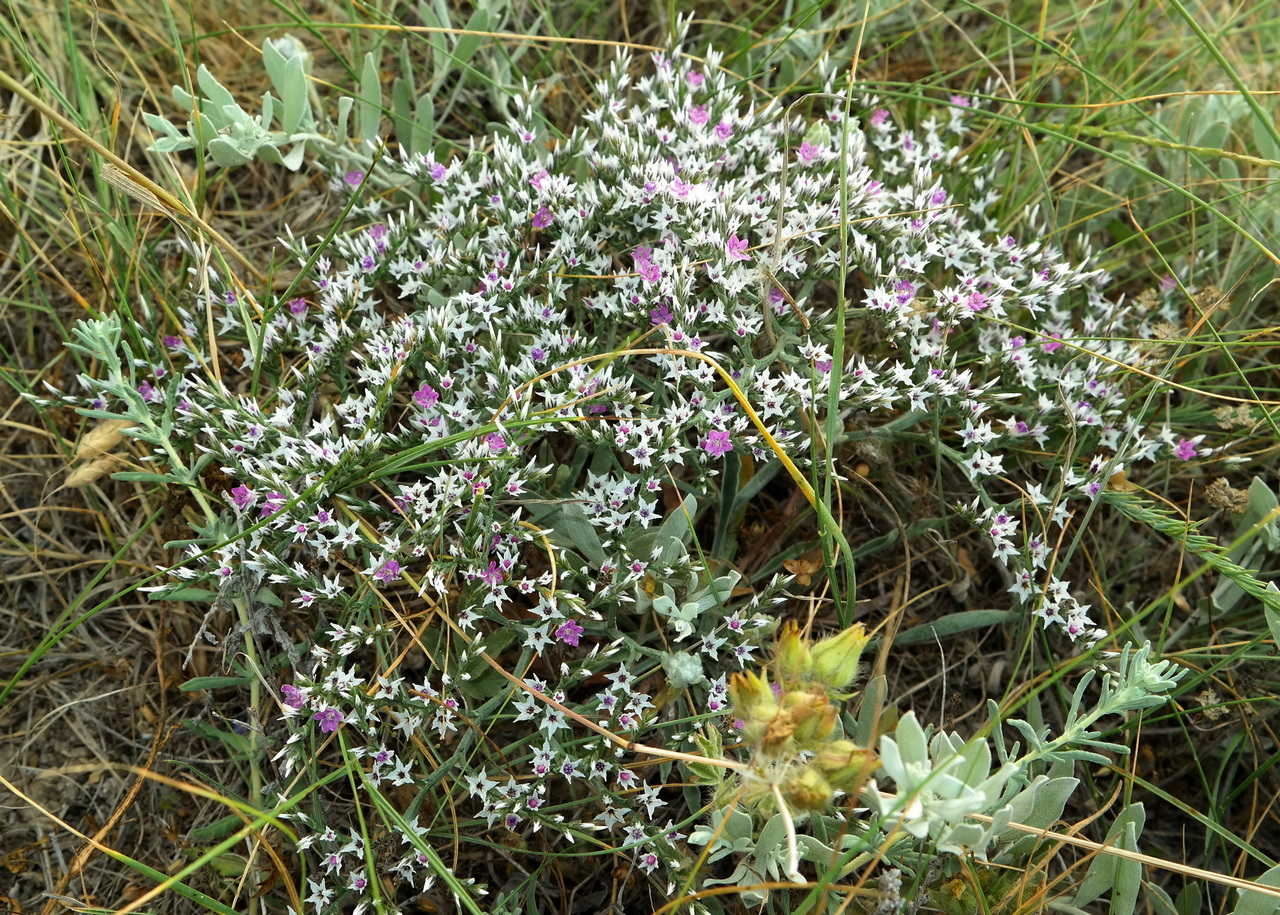 Image of Goniolimon orae-syvashicae specimen.