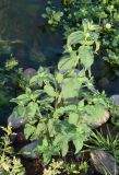 Mentha asiatica