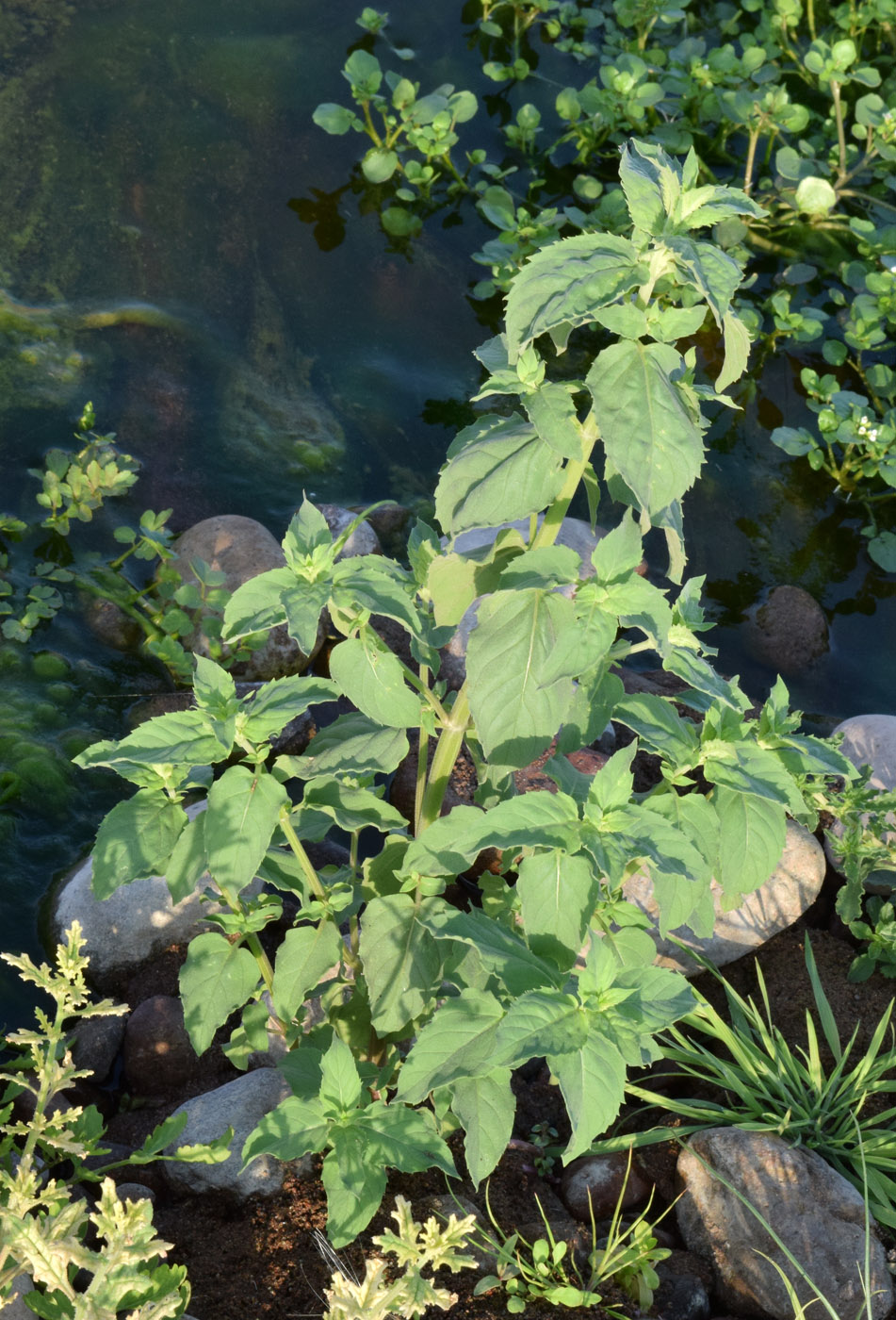 Image of Mentha asiatica specimen.