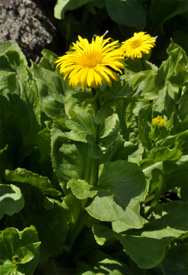 Изображение особи Doronicum altaicum.