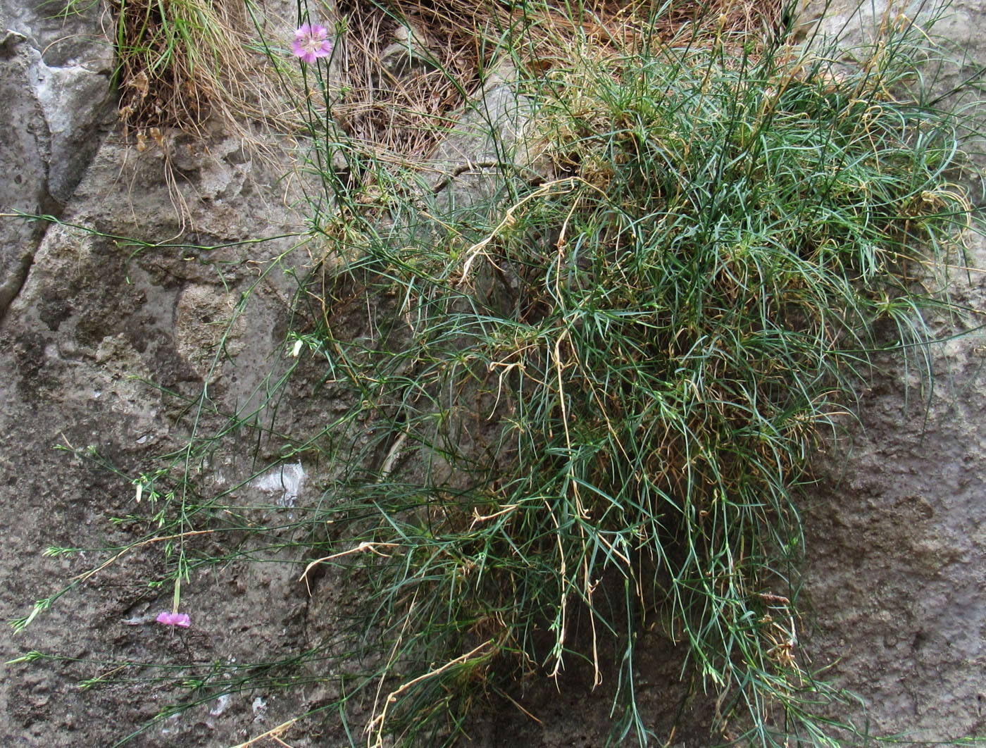 Image of Dianthus zonatus specimen.