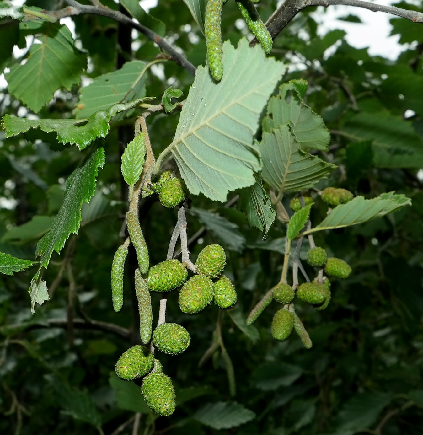 Image of Alnus incana specimen.