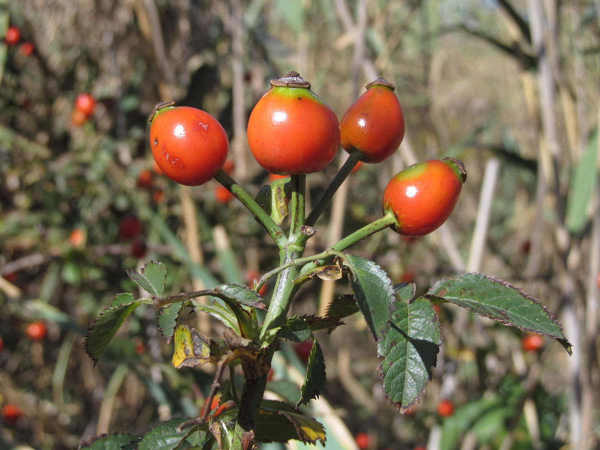 Изображение особи Rosa canina.