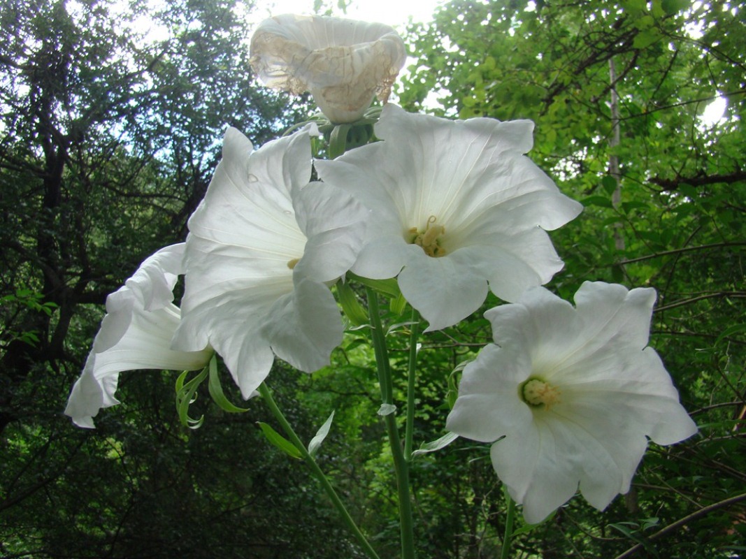 Image of Ostrowskia magnifica specimen.