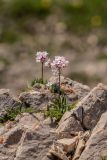 Valeriana saxicola. Цветущие растения. Краснодарский край, Мостовский р-н, окр. пос. Узловой, ю.-в. склон горы Асбестная, на скалах. 15.06.2019.