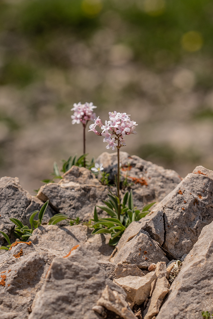 Изображение особи Valeriana saxicola.