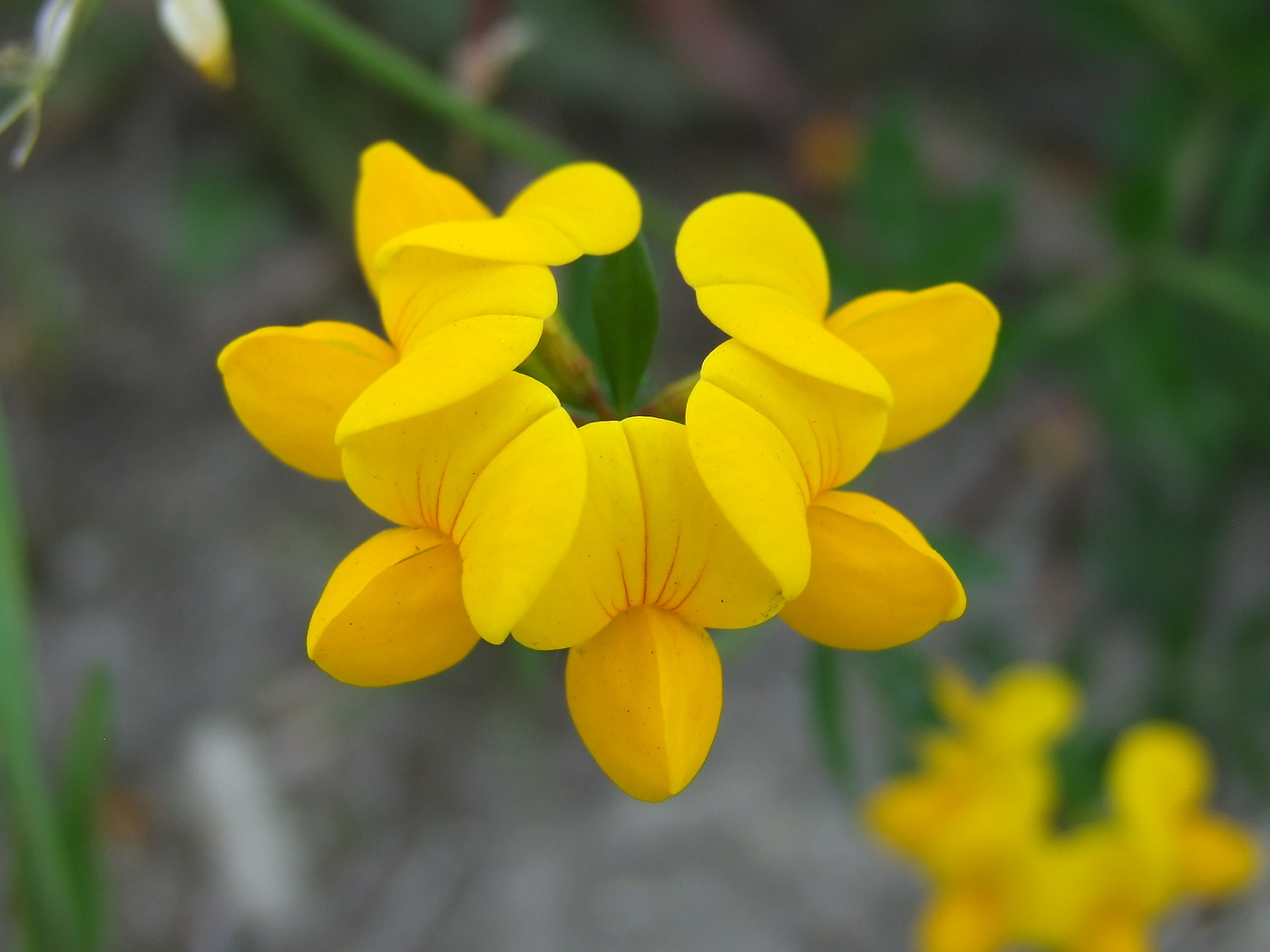 Изображение особи Lotus corniculatus.