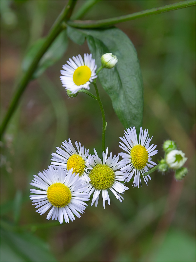 Image of Erigeron annuus specimen.