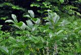 Rhamnus subspecies fallax