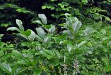 Rhamnus alpina subspecies fallax. Верхушки ветвей. Сербия, национальный парк Тара, плоскогорье Равна Тара, опушка смешанного леса. 09.07.2019.