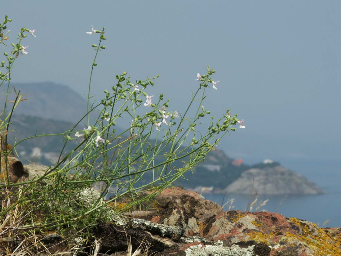 Изображение особи Stachys angustifolia.