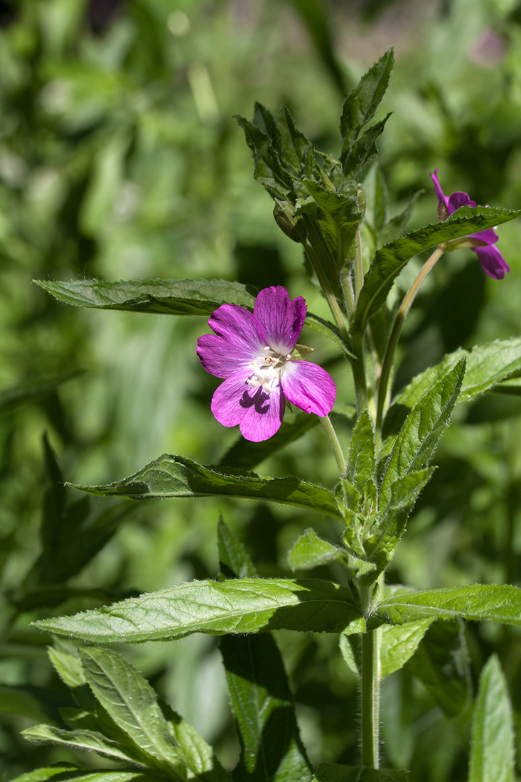 Изображение особи Epilobium hirsutum.