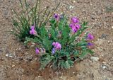 Oxytropis tragacanthoides