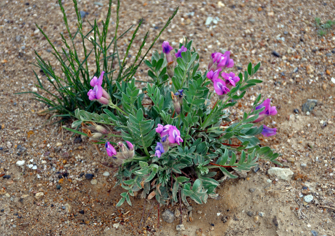 Изображение особи Oxytropis tragacanthoides.