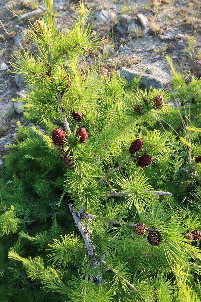 Изображение особи Larix sibirica.