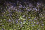 Lactuca sibirica. Верхушки побегов с соцветиями. Сахалинская обл., Томаринский р-н, окр. г. Томари, долина р. Колмагорка (Колмогоровка), высокотравный луг. 30.07.2017.