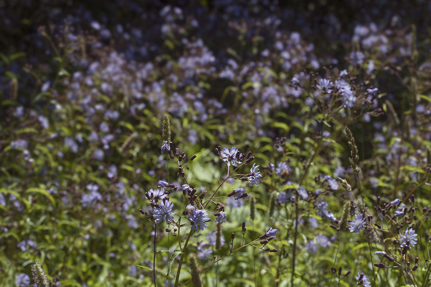 Изображение особи Lactuca sibirica.