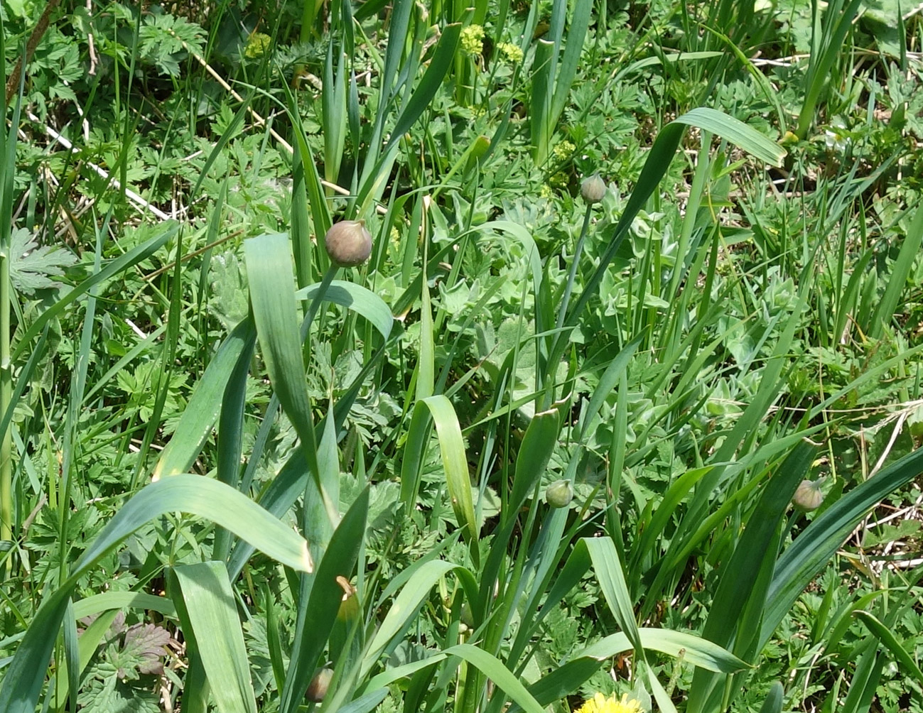 Image of Allium amblyophyllum specimen.