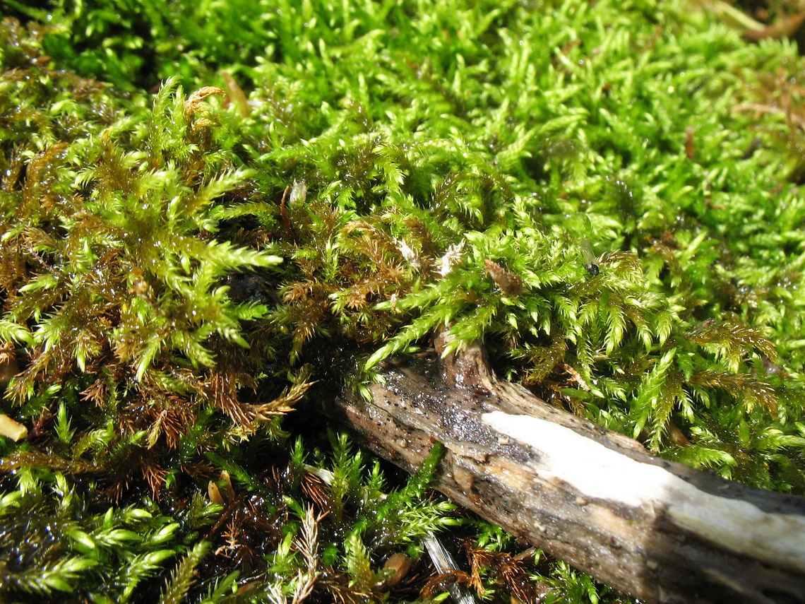 Image of class Bryopsida specimen.