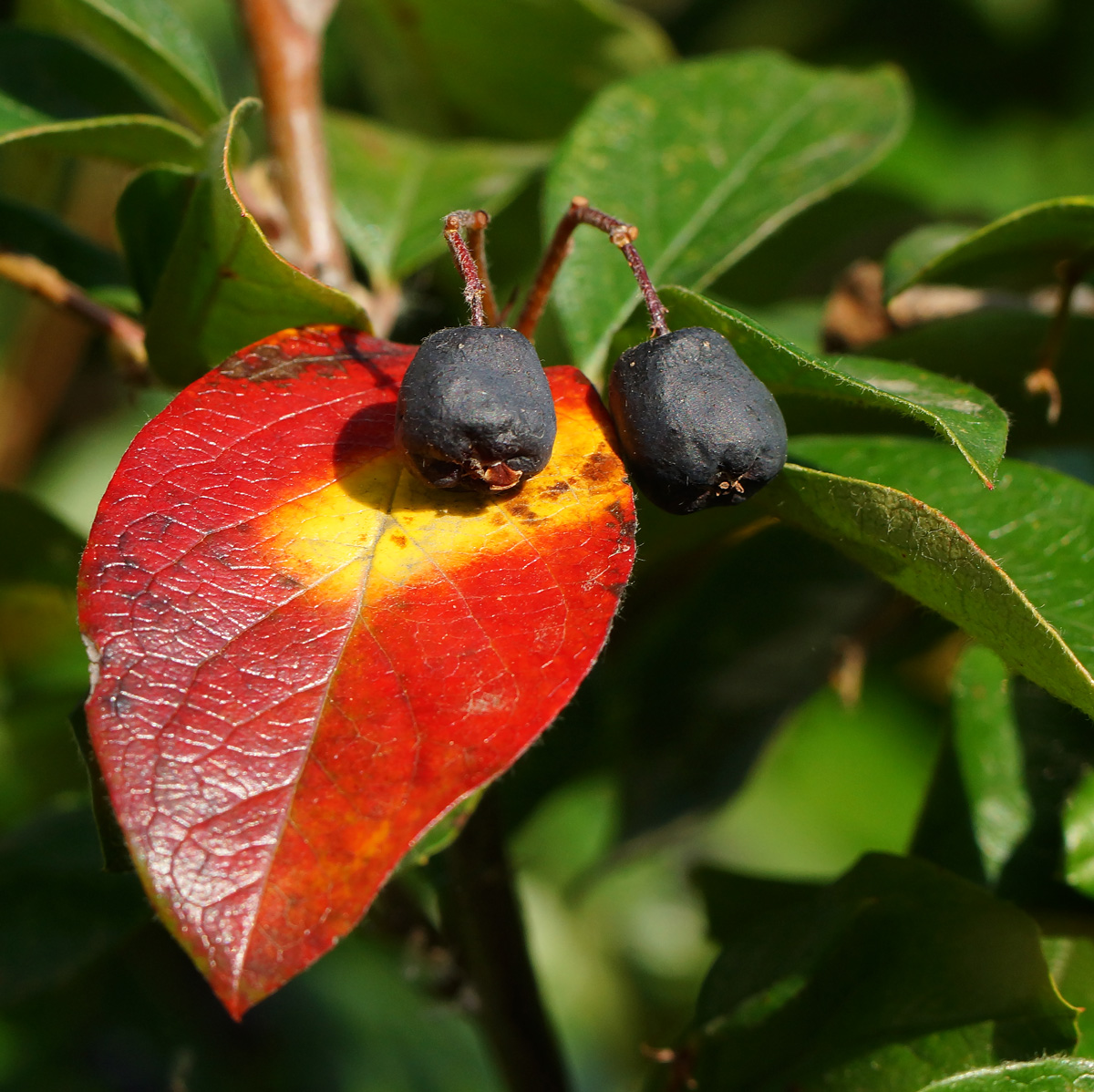 Image of Cotoneaster lucidus specimen.