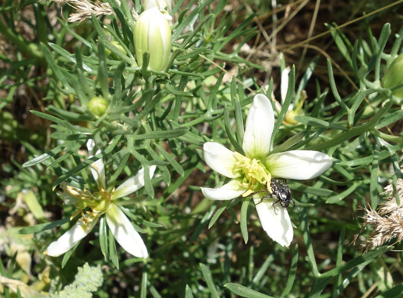 Image of Peganum harmala specimen.