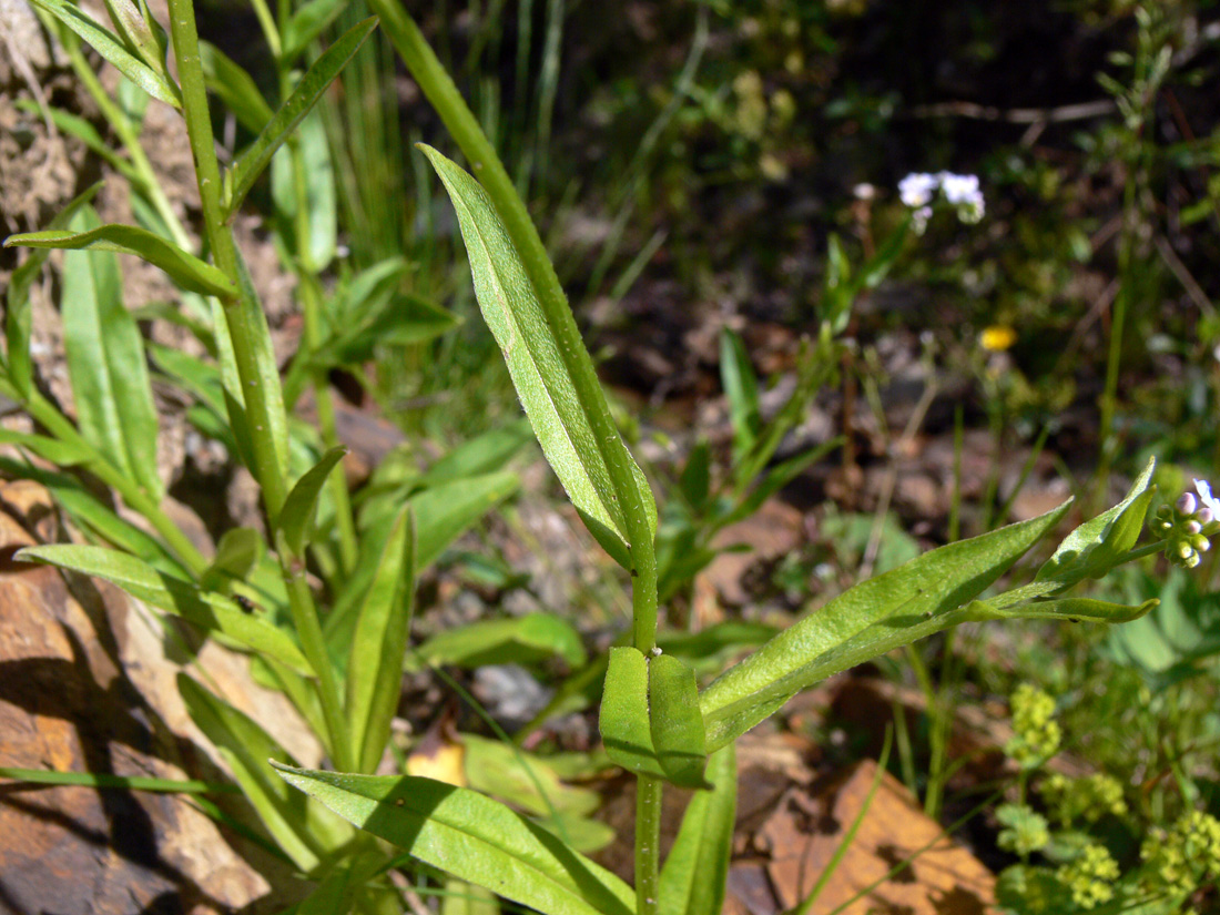 Изображение особи Myosotis palustris.