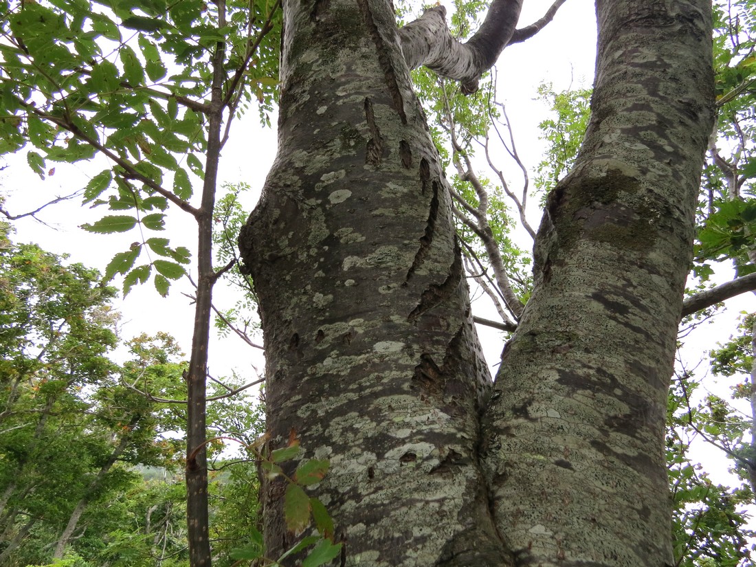 Изображение особи Sorbus commixta.