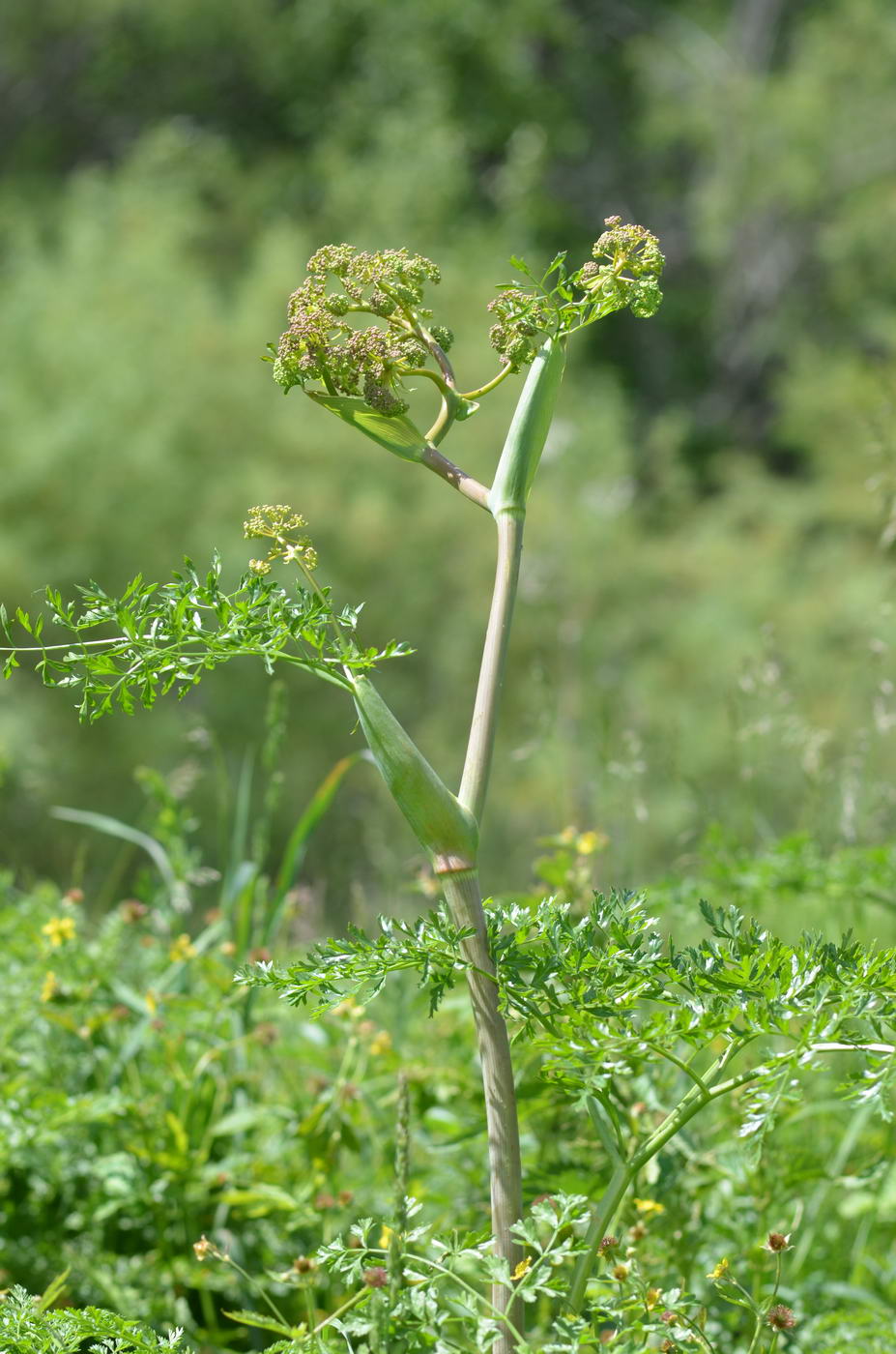 Изображение особи Ferula akitschkensis.