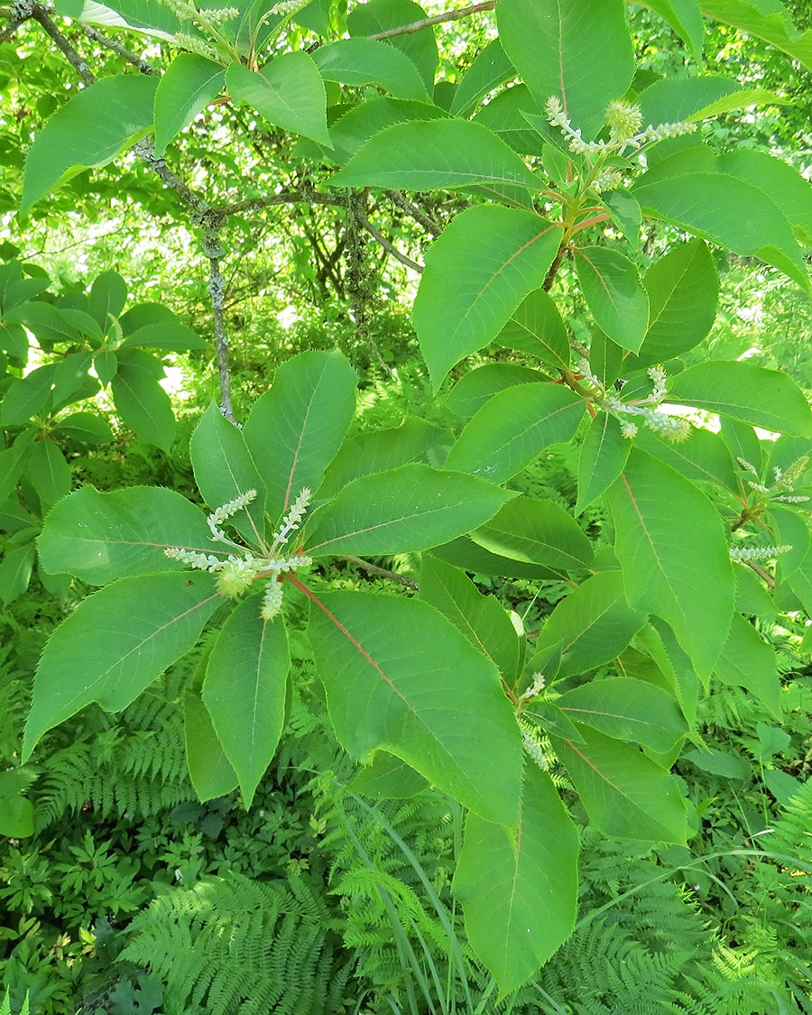 Изображение особи Clethra barbinervis.