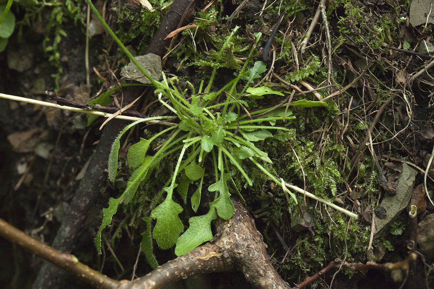 Image of Arabidopsis lyrata specimen.