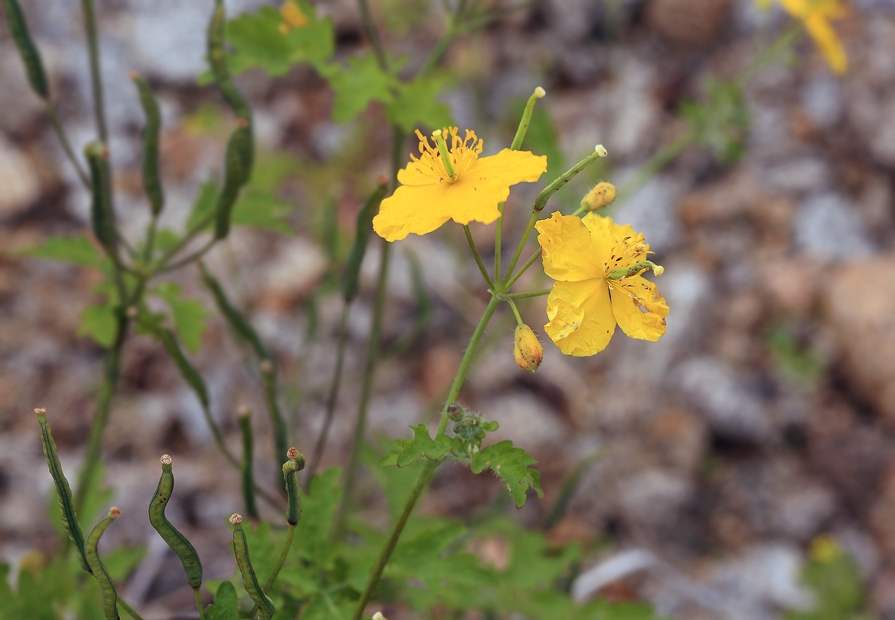 Изображение особи Chelidonium asiaticum.