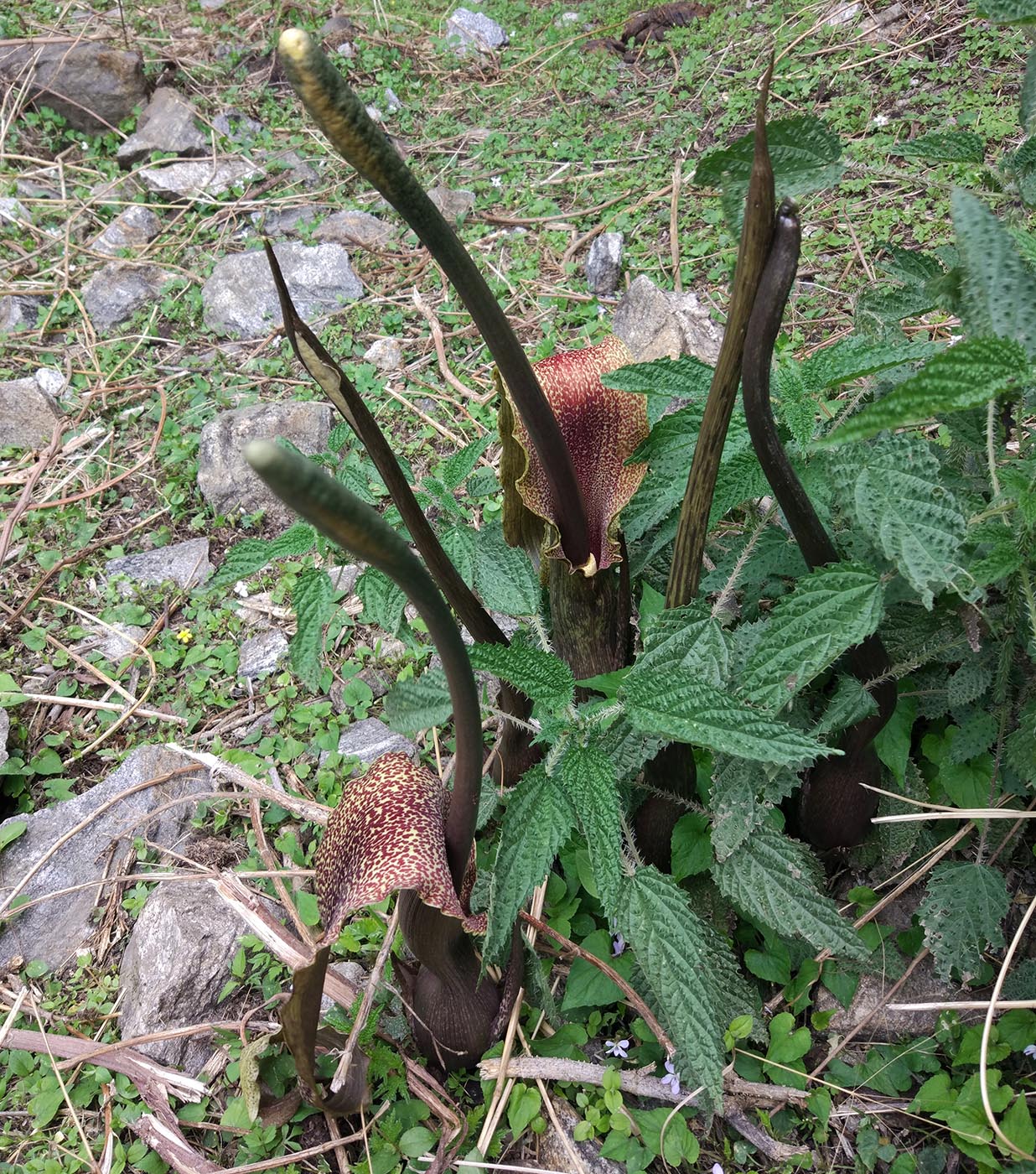 Image of Sauromatum venosum specimen.