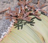 Welwitschia mirabilis