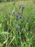 Смотреть изображение Anchusa officinalis