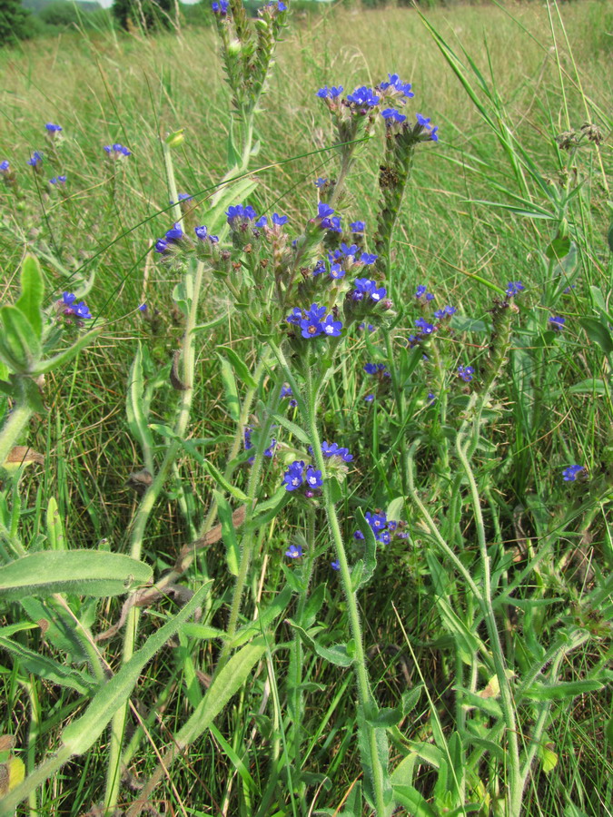 Изображение особи Anchusa officinalis.