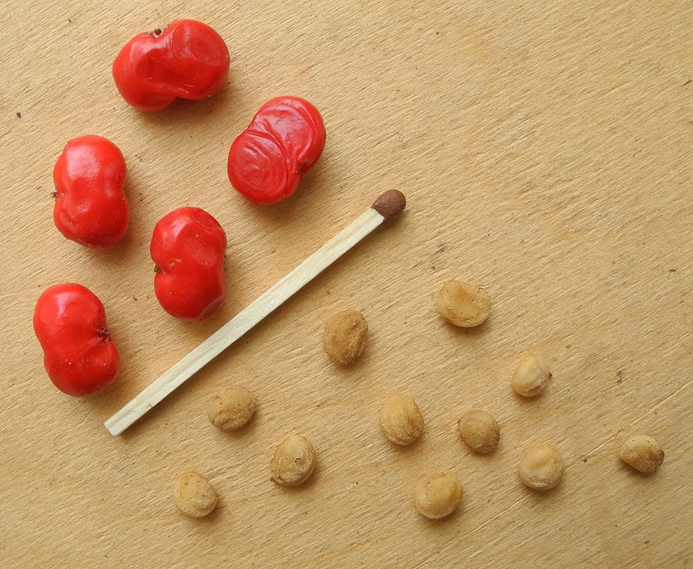 Image of Panax ginseng specimen.